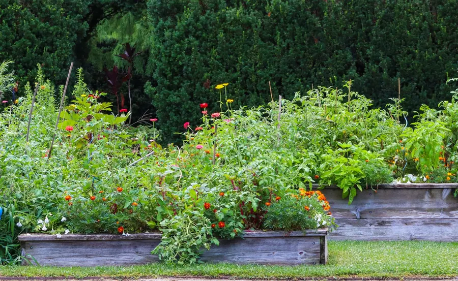 Raised beds and garden landscaping built by KCO Landscapes — project 1